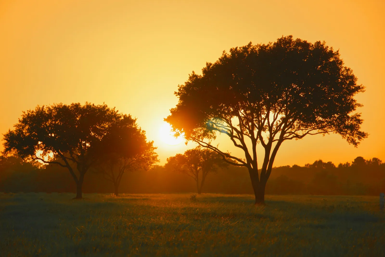 Two broad oaks against an orange sunset over open pasture