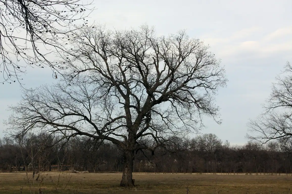 A lone oak standing in a winter pasture under a grey sky